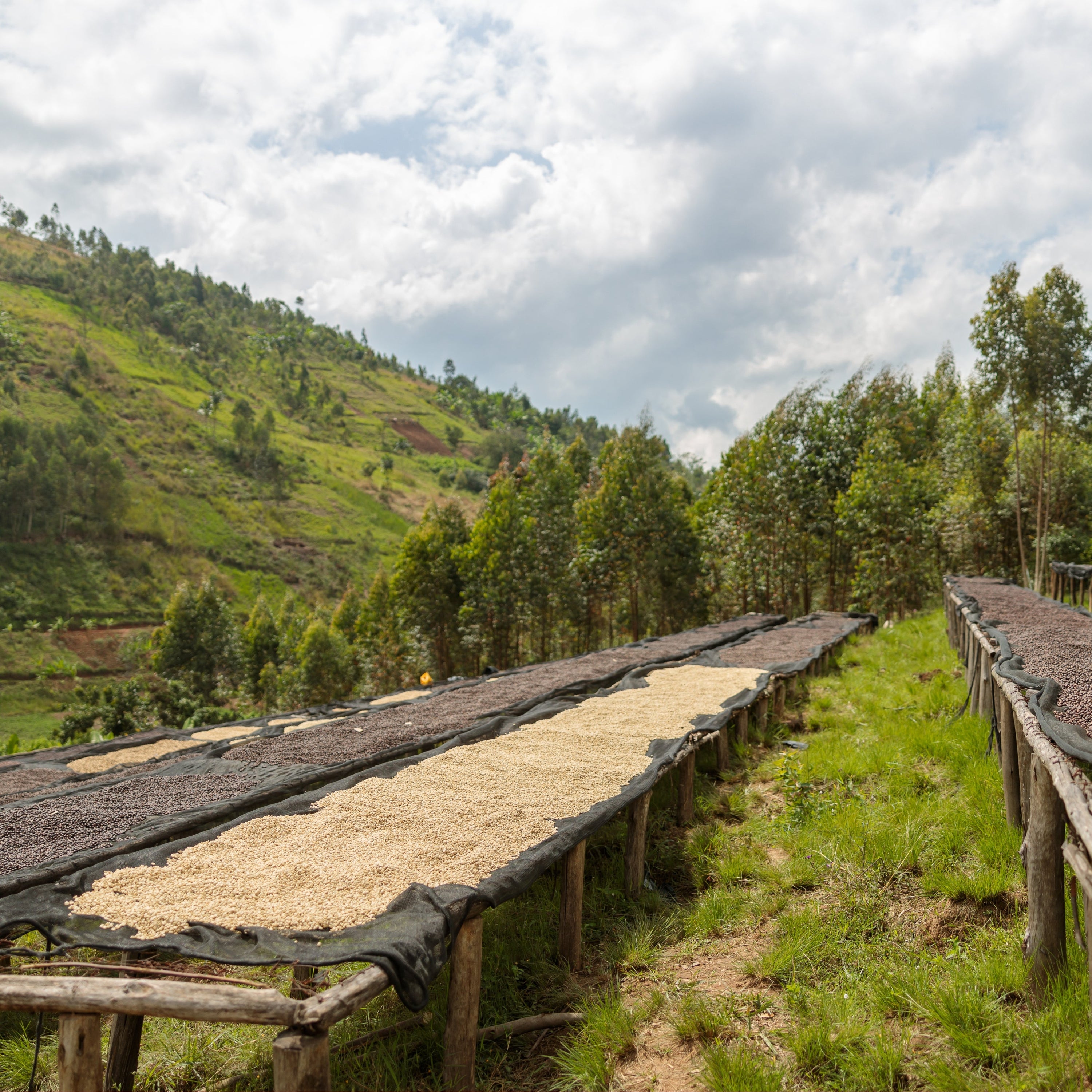 Fugi Kiyonza Hill | Light Roast Rwanda Coffee My Store
