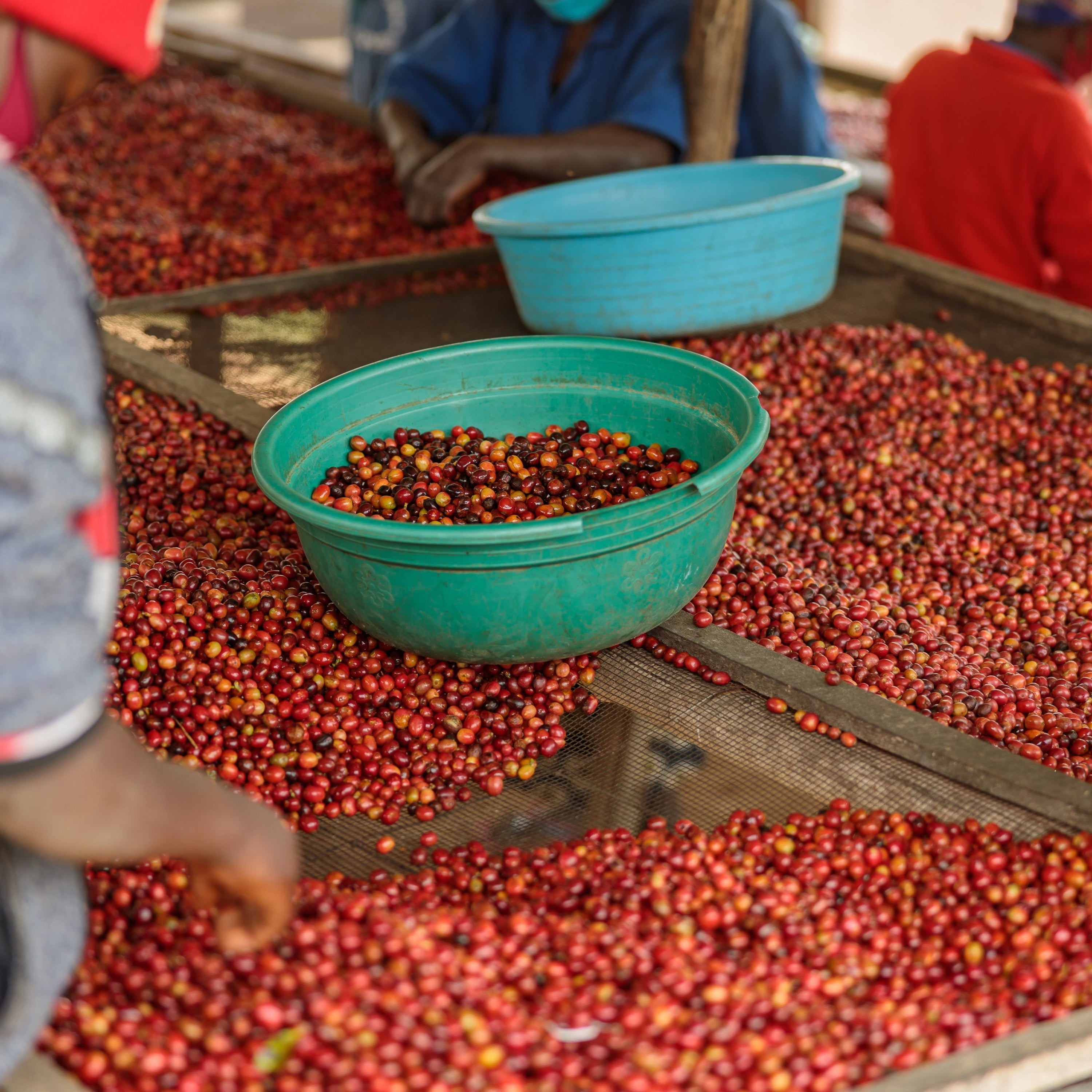 Fugi Kiyonza Hill | Light Roast Rwanda Coffee My Store