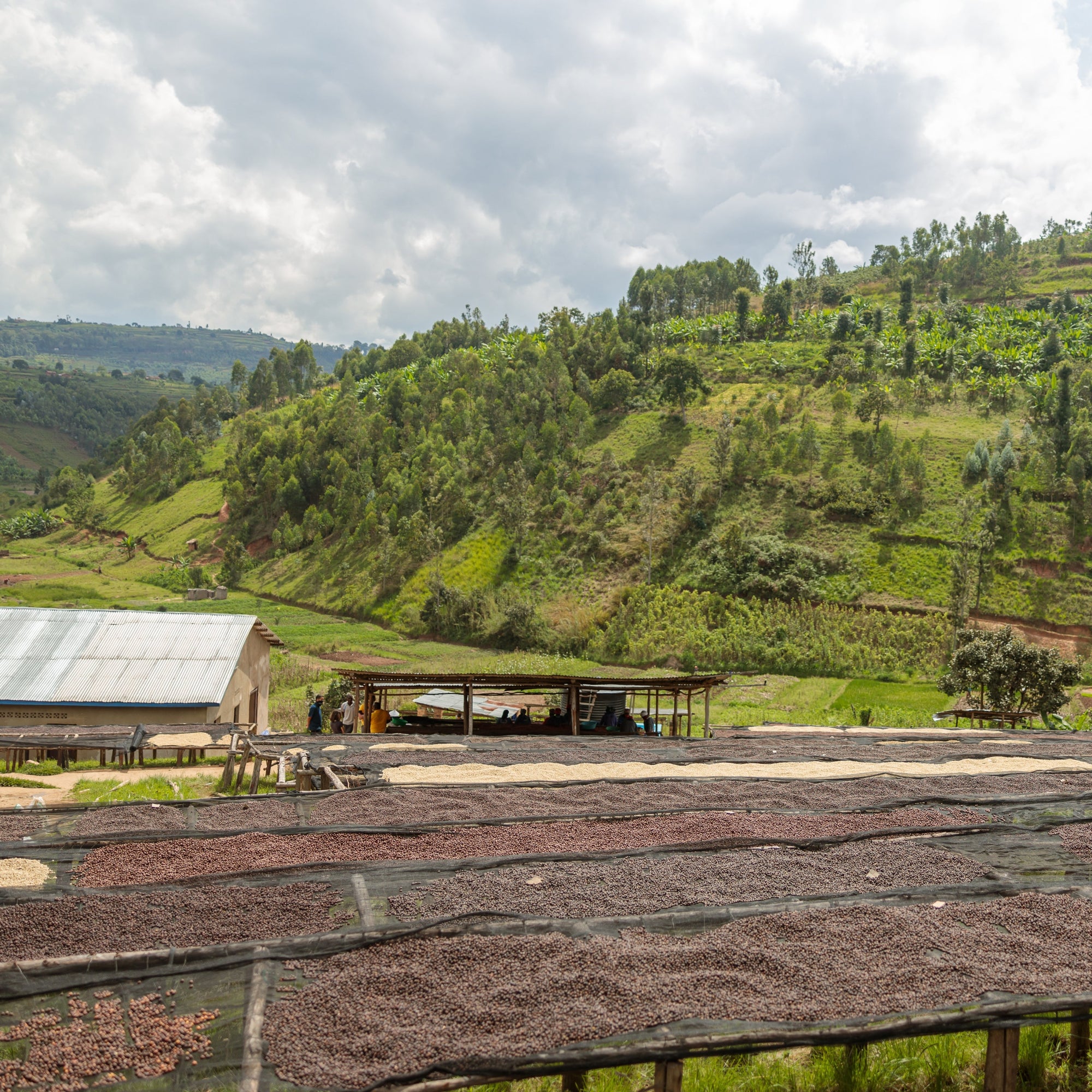 Fugi Kiyonza Hill | Light Roast Rwanda Coffee My Store