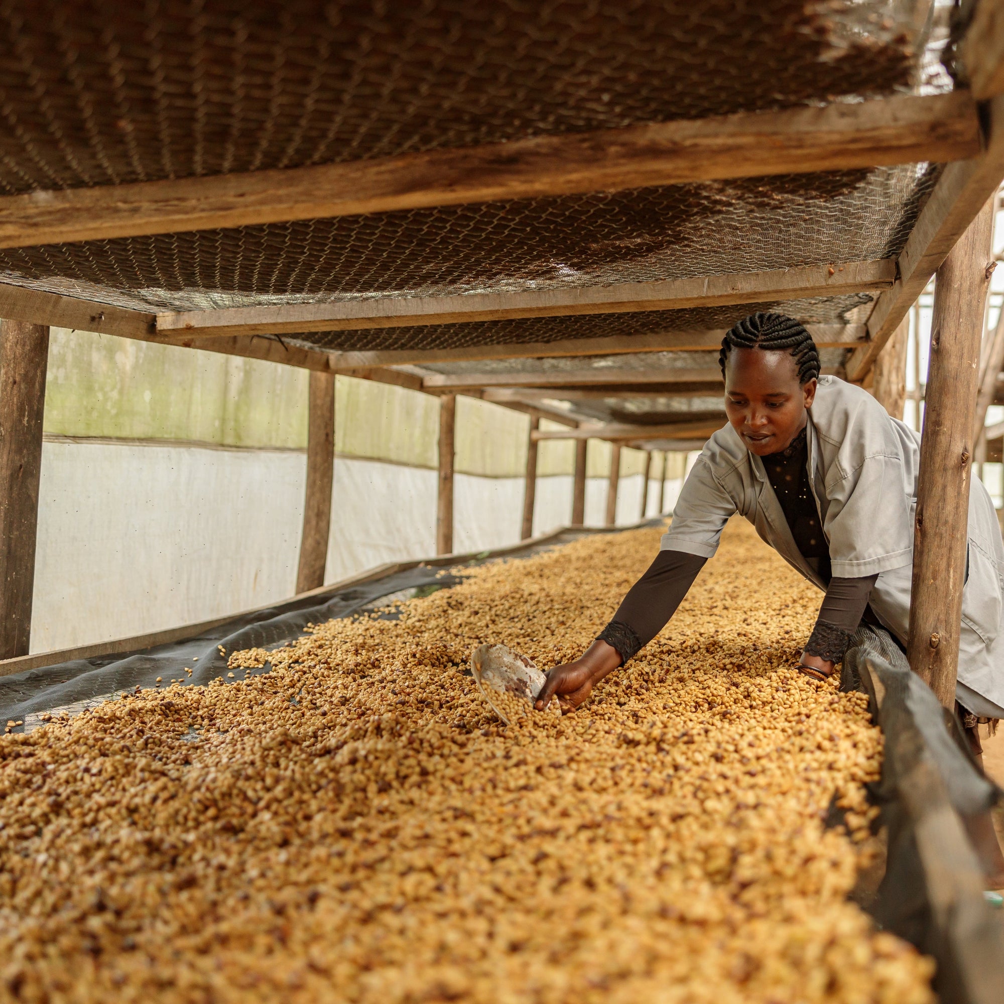 Fugi Kiyonza Hill | Light Roast Rwanda Coffee My Store