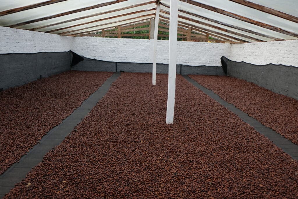 Catiope Bourbon Washed Spring Experimental Roast Coffee Man