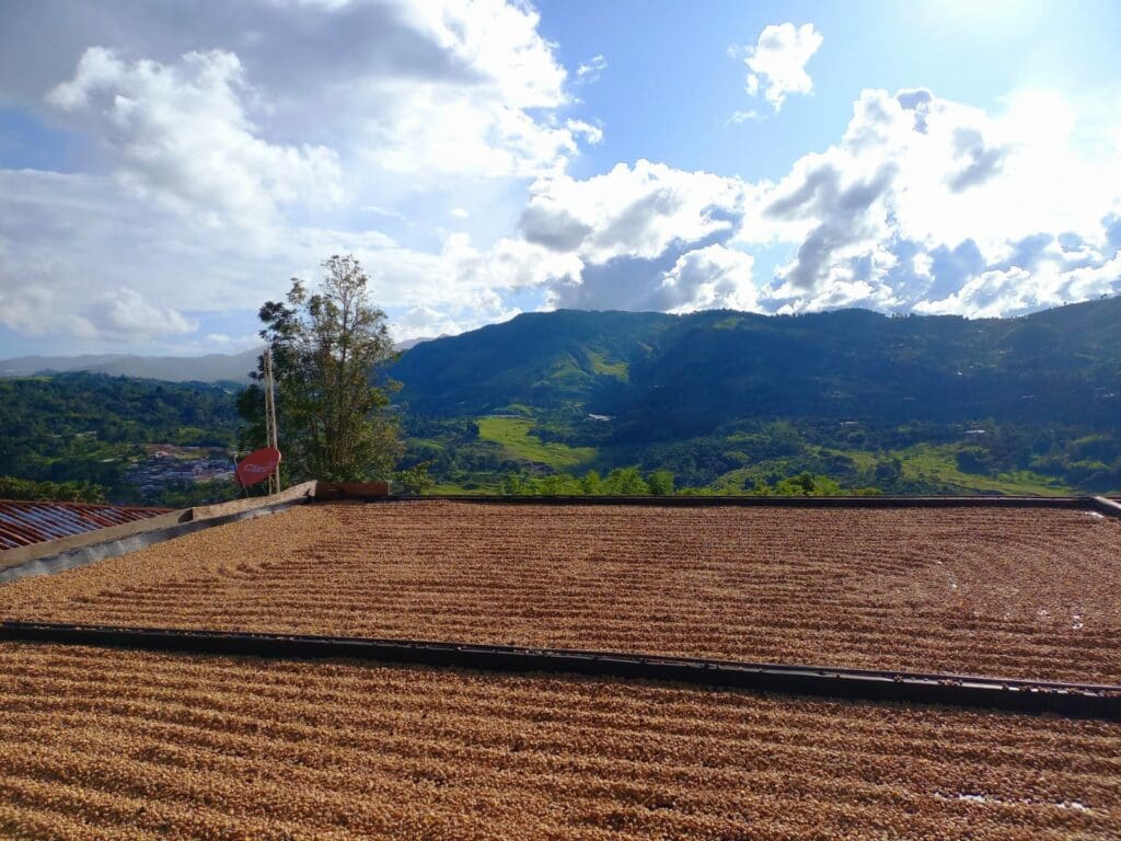 Catiope Bourbon Washed Spring Experimental Roast Coffee Man