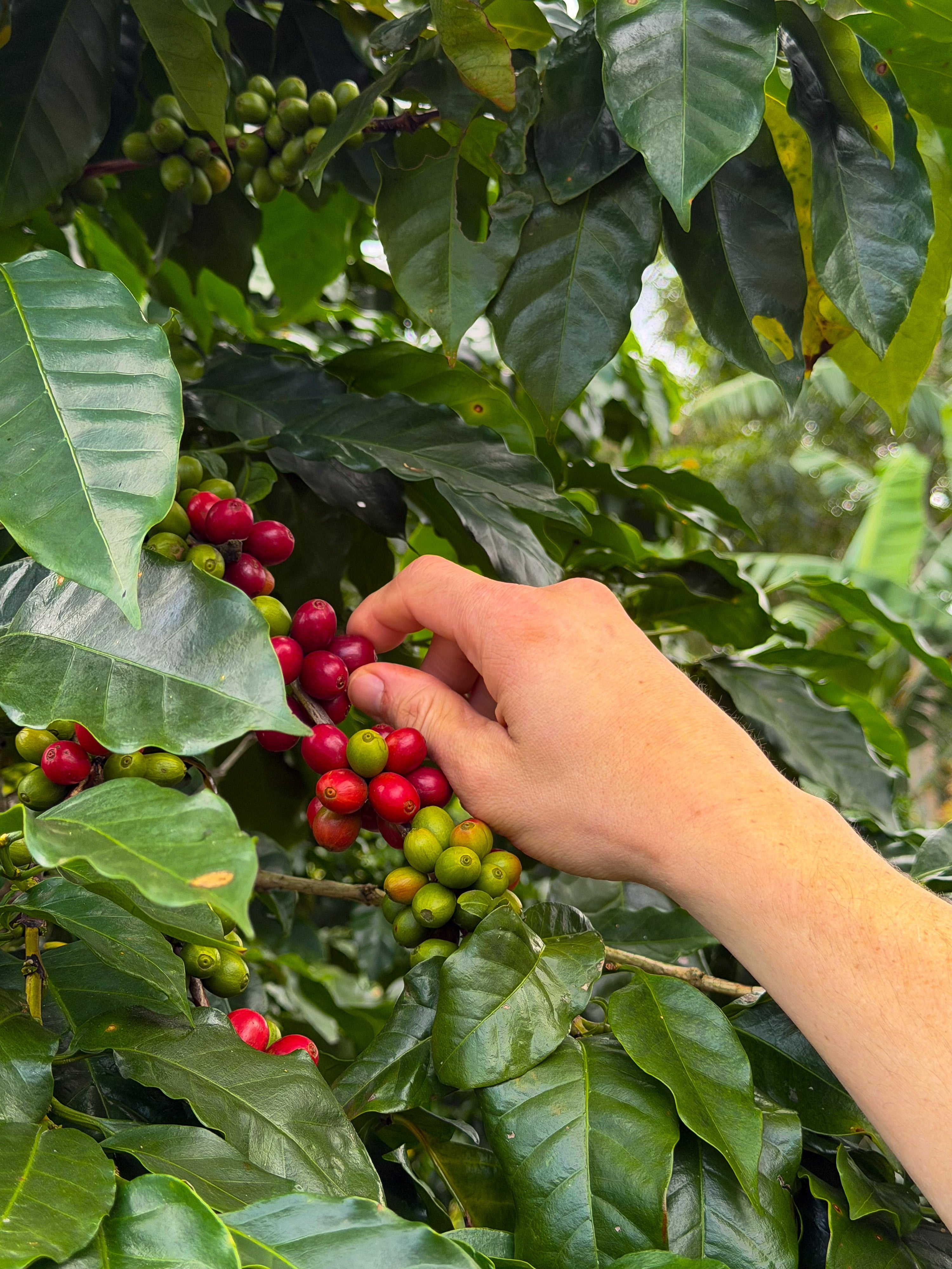 Close up of hand hand-picking coffee cherries at sustainable coffee farm in Honduras