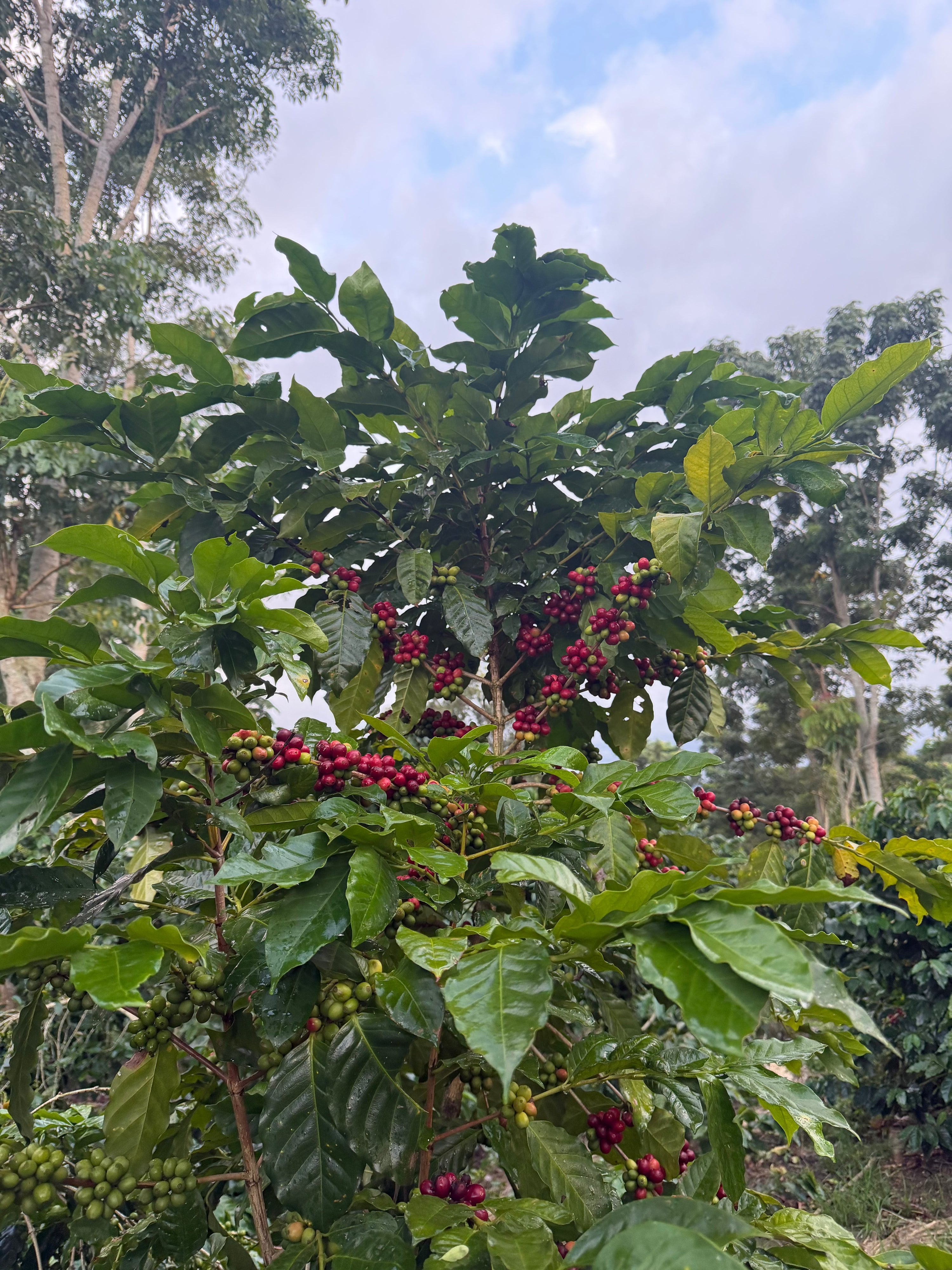 Honduras - The City In The Forest My Store