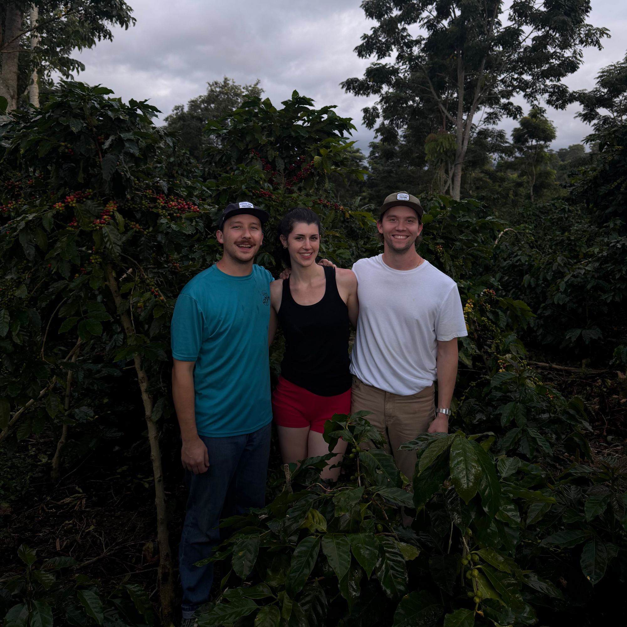 Three people standing among coffee plants with a cloudy sky in the background