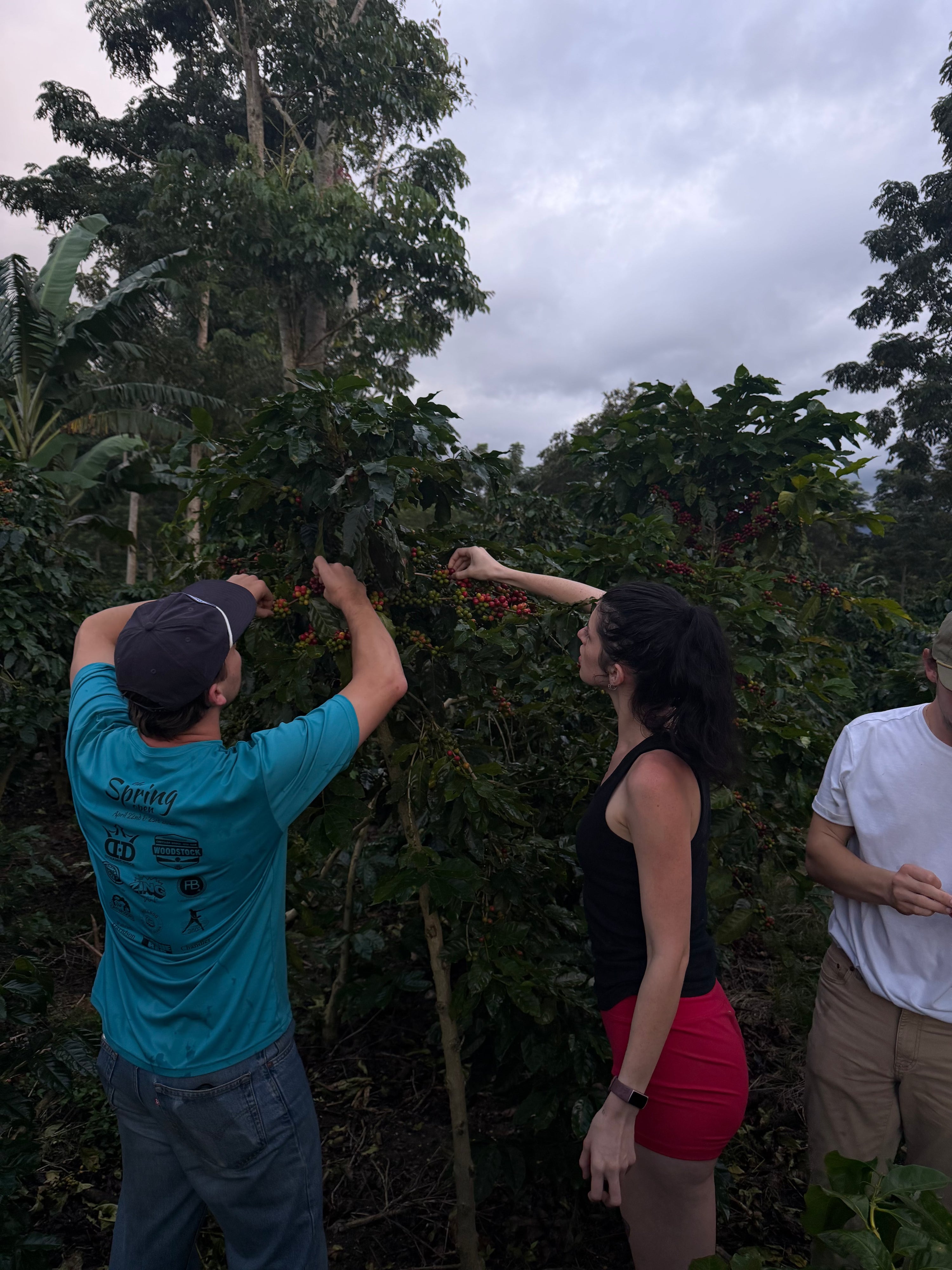 Hand-picking specialty coffee cherries at Finca Terrerito coffee farm in Honduras