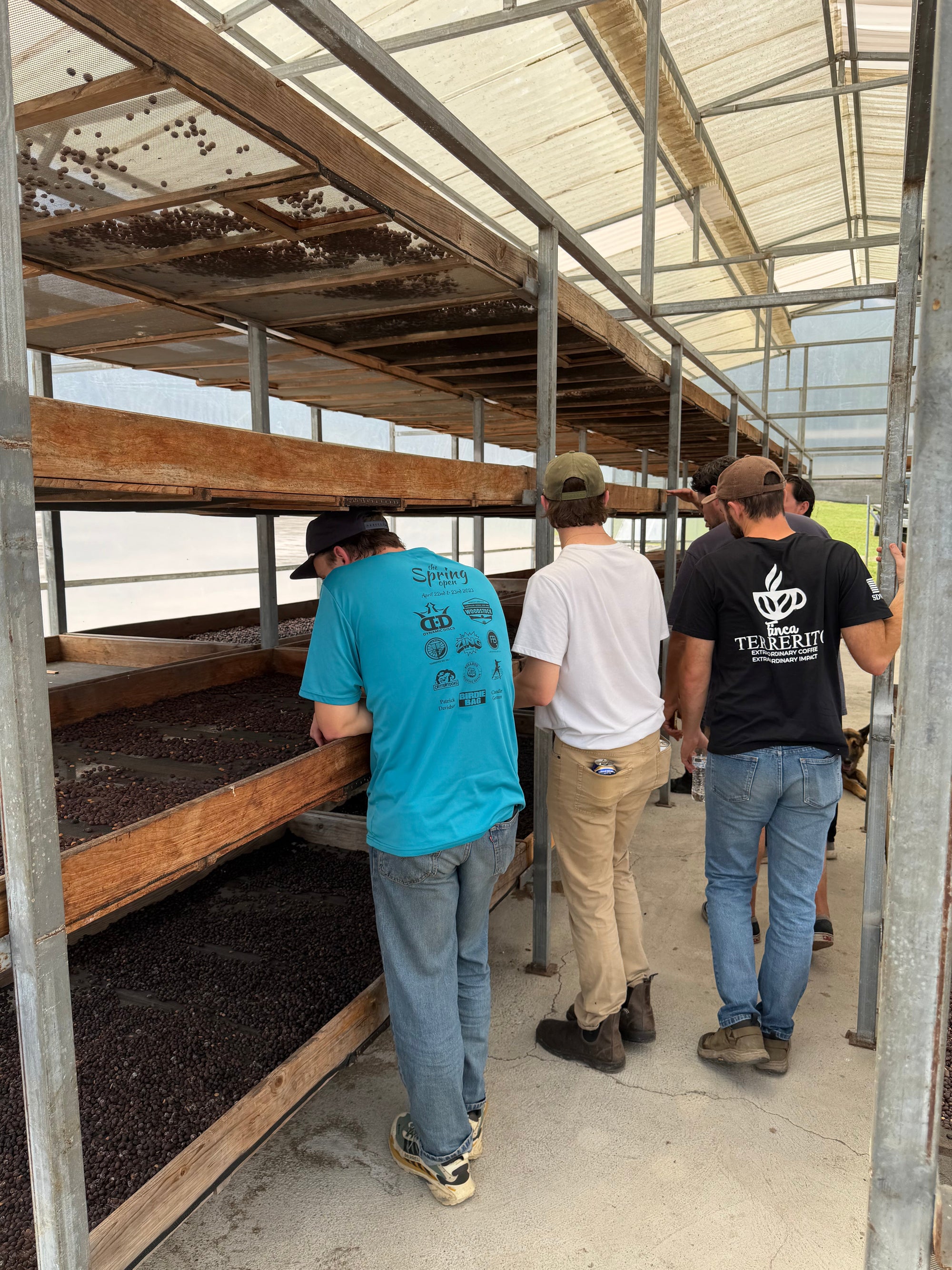 Coffee beans undergoing the honey process on drying beds at Finca Terrerito in Honduras 